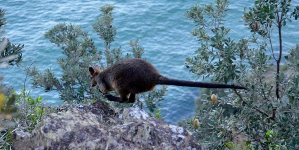 Leteći klokan samoubojica?