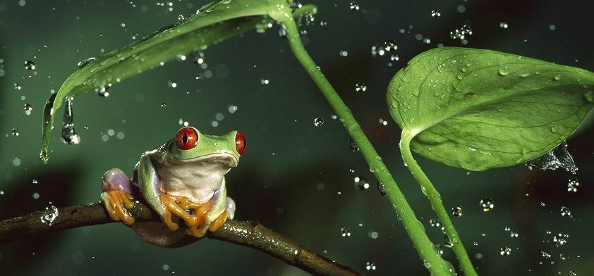 Žabica uživa u tuširanju rosom