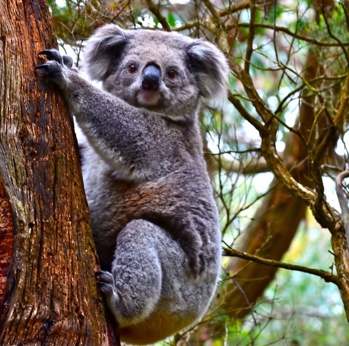 Pa može li se koala popeti po drvetu, a da je ne fotkaš?!