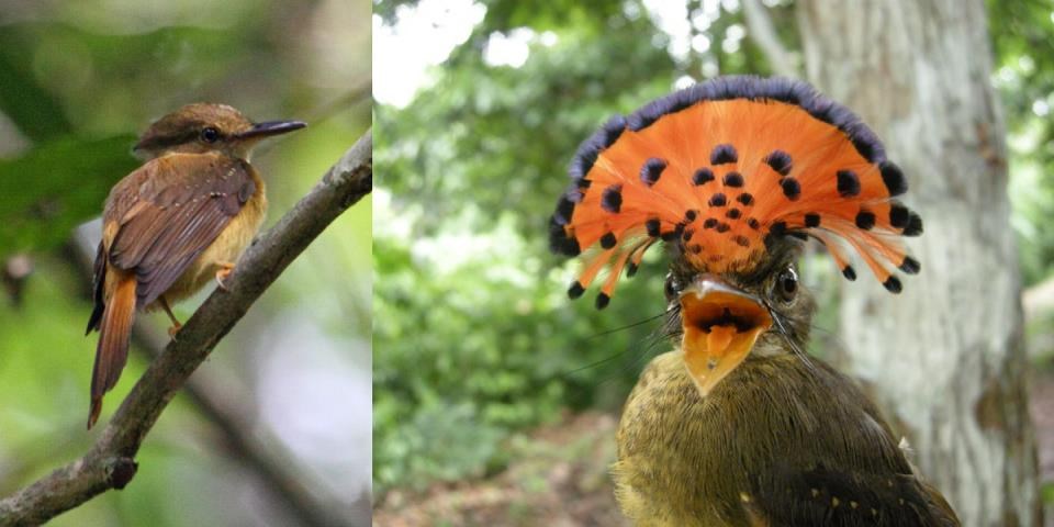 Prije i nakon odlaska frizeru: Ptica ima novu pernatu zurku