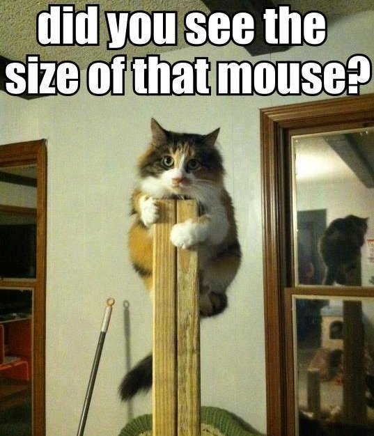 Hrabra mica maca zbrisala pred ogromnim mišem, treba pomoć!