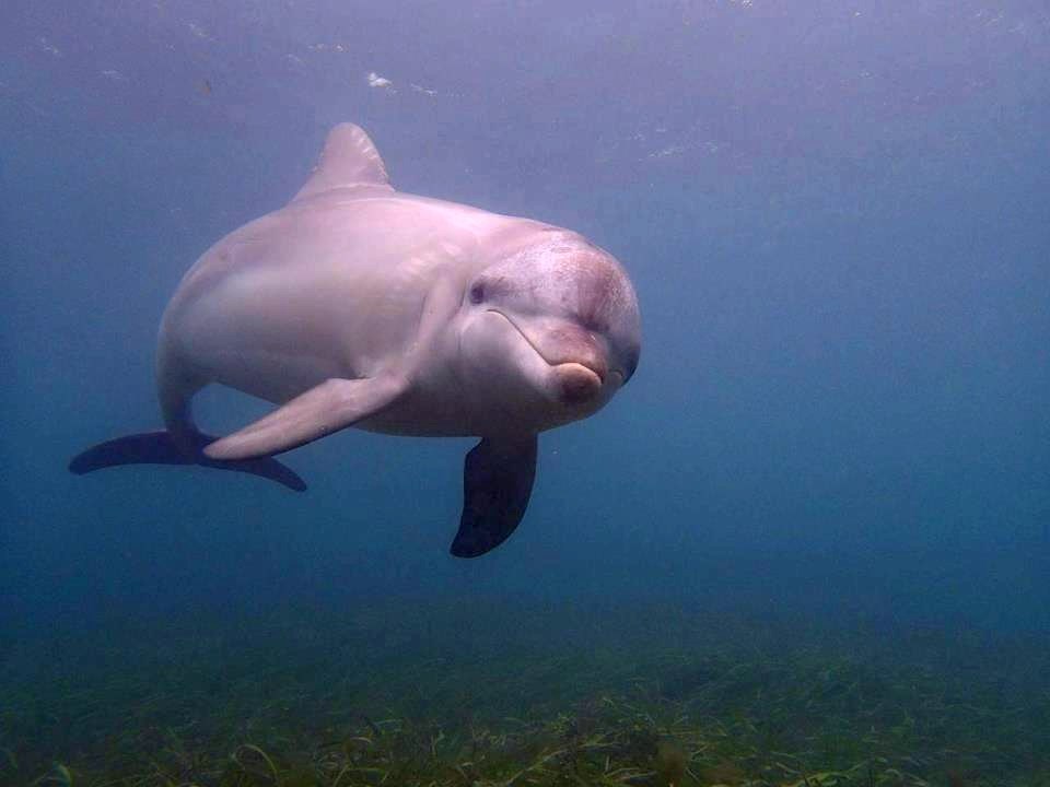 Znatiželjni dupin došao te pozdraviti