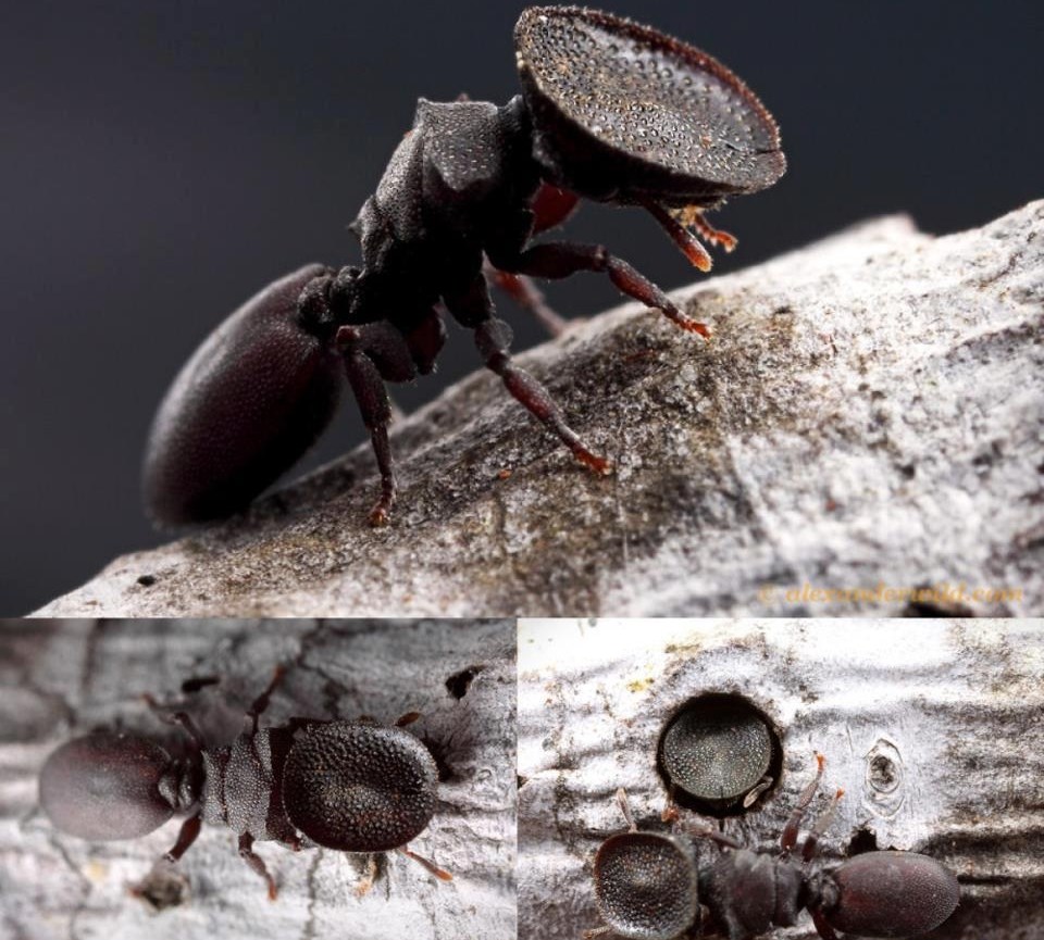 Oklopni mrav marljivo radi