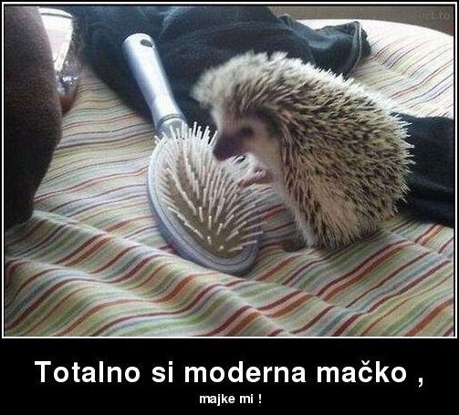 Jež upoznao trendsetericu