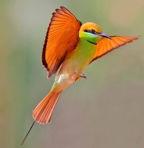 Slatka ptičica u trendovskim bojama