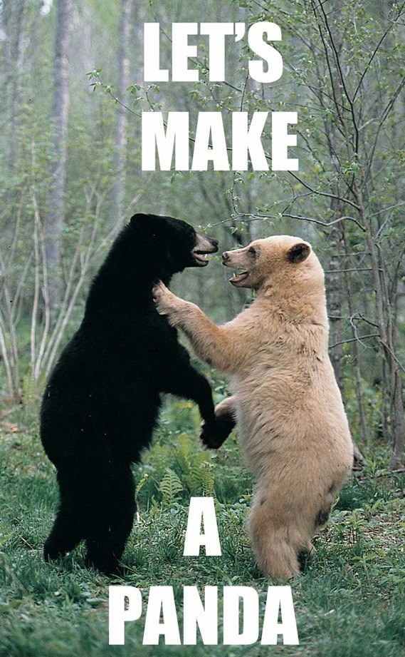 Znate li kako su nastale pande?