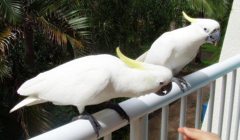 Kakadui svratili na doručak, udijeli koju sjemenku