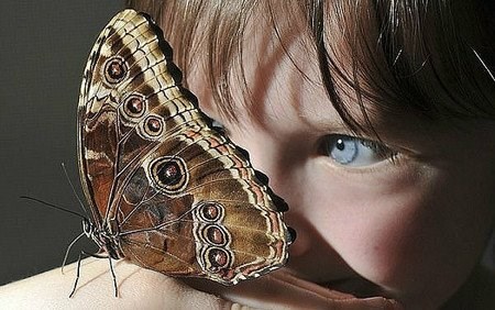 Savršenstvo dodira - leptir i plavooka slatkica