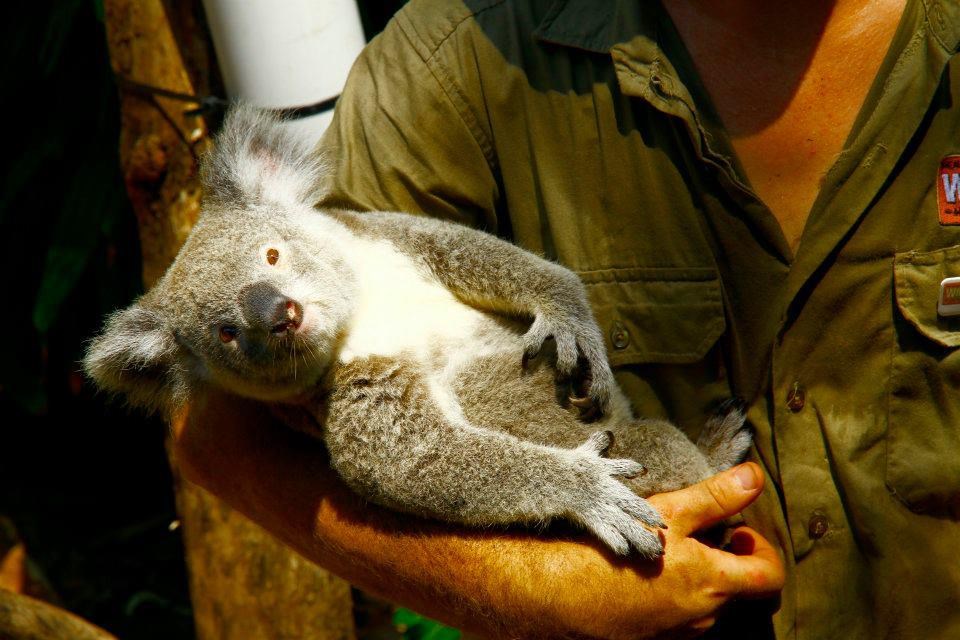 Koala se udobno zavalila u naručje