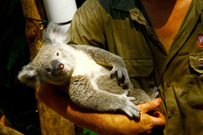 Koala se udobno zavalila u naručje
