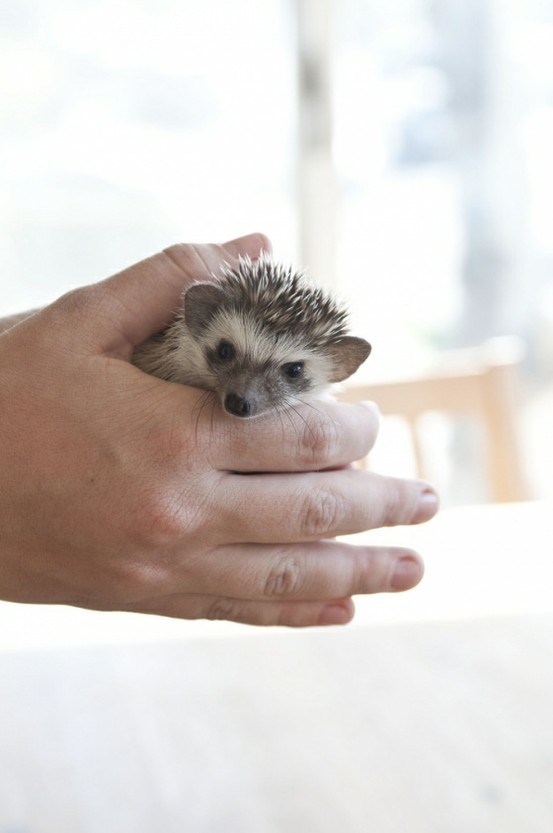 Slatki mali ježić tek se probudio