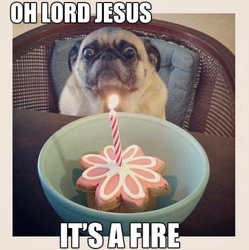 Psić baš i nije sretan zbog rođendanskog iznenađenja