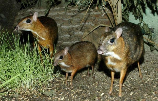 Noćni susret s bandom mišolikih jelena