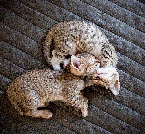 Preslatki mačići usnuli zagrljeni