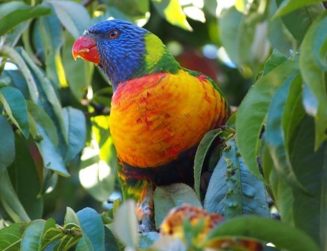 Papiga navukla dugine boje, čula da je u gradu gay pride