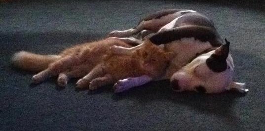 Maca i psić zagrljeni utonuli u san