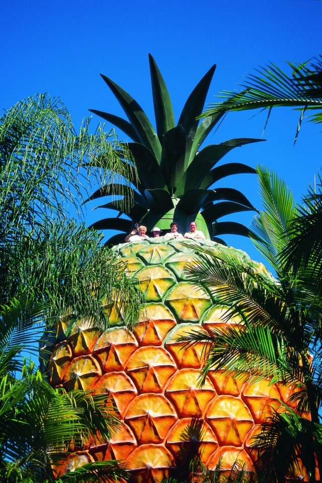 Šetnja po divovskom ananasu