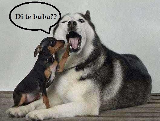 Mali taman prošli tjedan dobio zubarsku diplomu