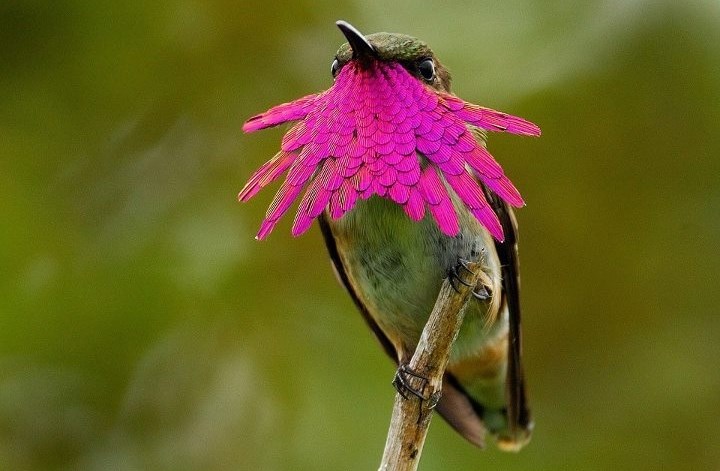 Ptičica se kamuflirala u cvjetić :)