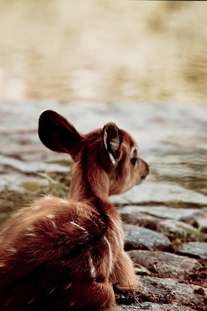 Bambi veselo dočekao zoru