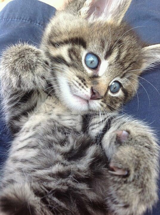 Plavooki zavodnik obara slatkoćom