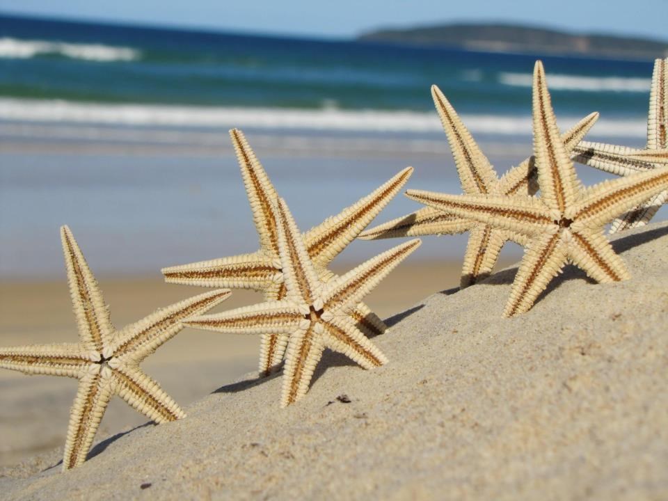 Morske zvijezde "zaplesale" po pijesku na plaži