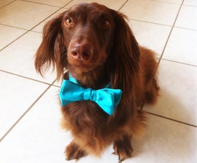 Psić spreman za svečanu večeru