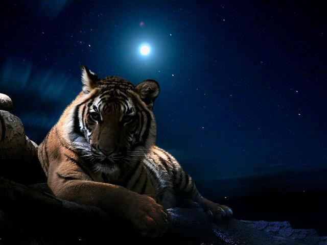 Tigar šarmer uživa na mjesečini