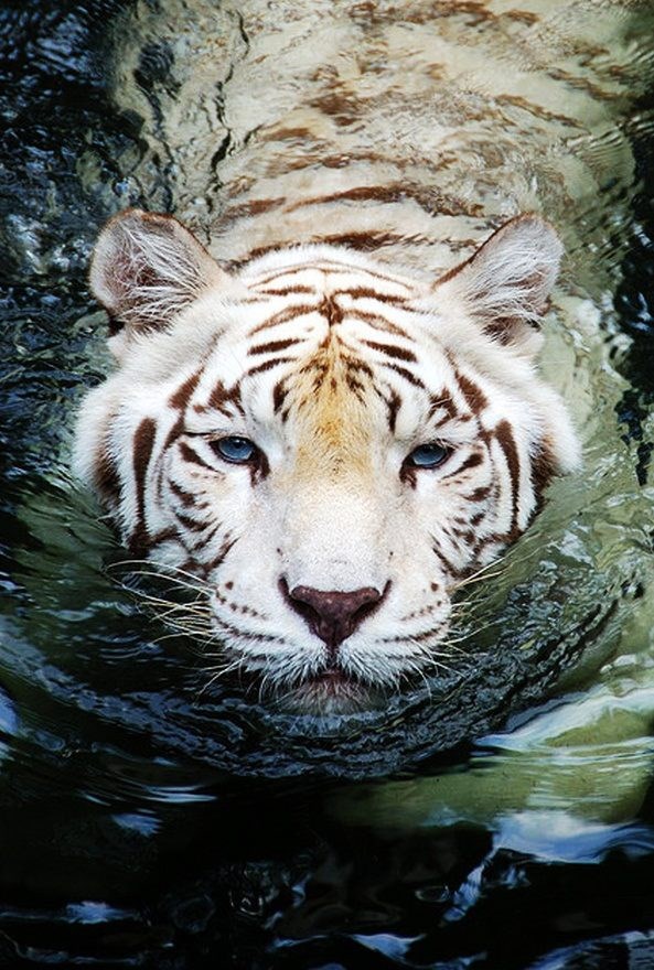 Prekrasni bijeli bengalski tigar uživa u plivanju