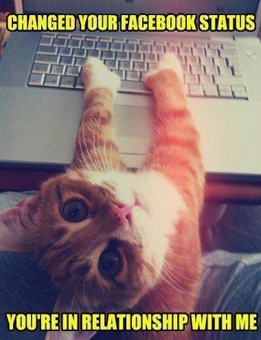 Mačka odlučila svom gazdi biti jedina žena u životu