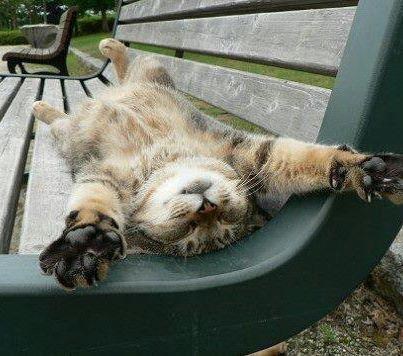 Mala pospana mica maca se izvalila na klupici