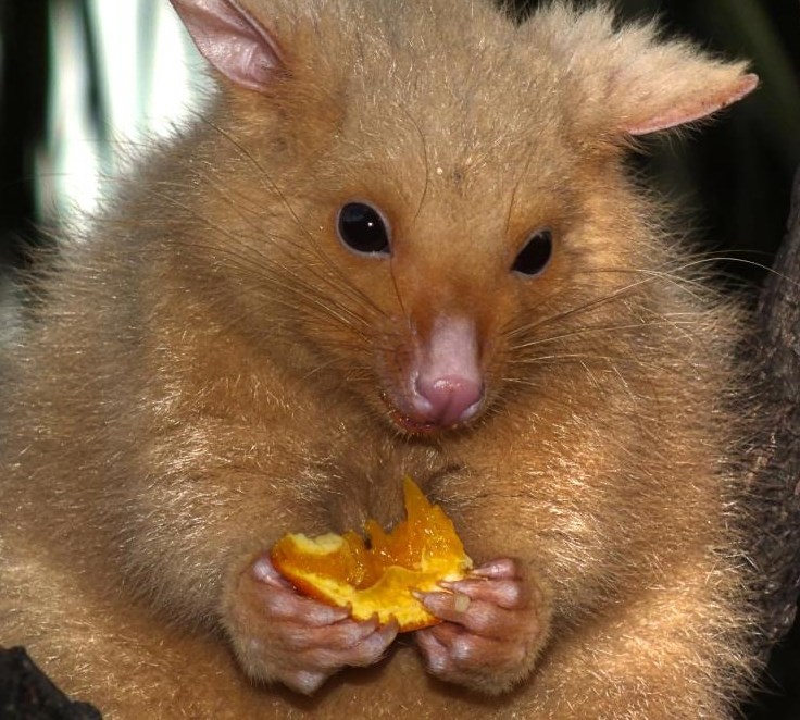 Zlaćani oposum njupa naranču