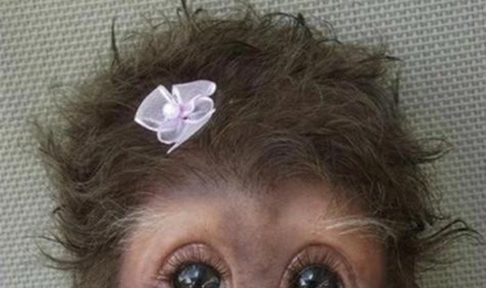 Najslađe majmunče na svijetu