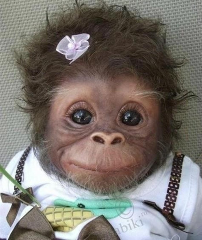 Najslađe majmunče na svijetu