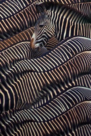 Pruga ima da ti se zavrti pred očima - krdo zebra