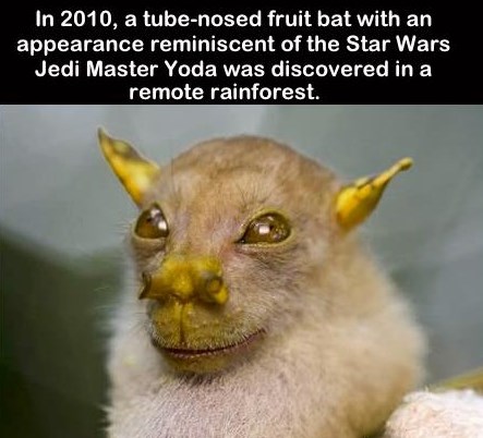 Yoda stvarno postoji!