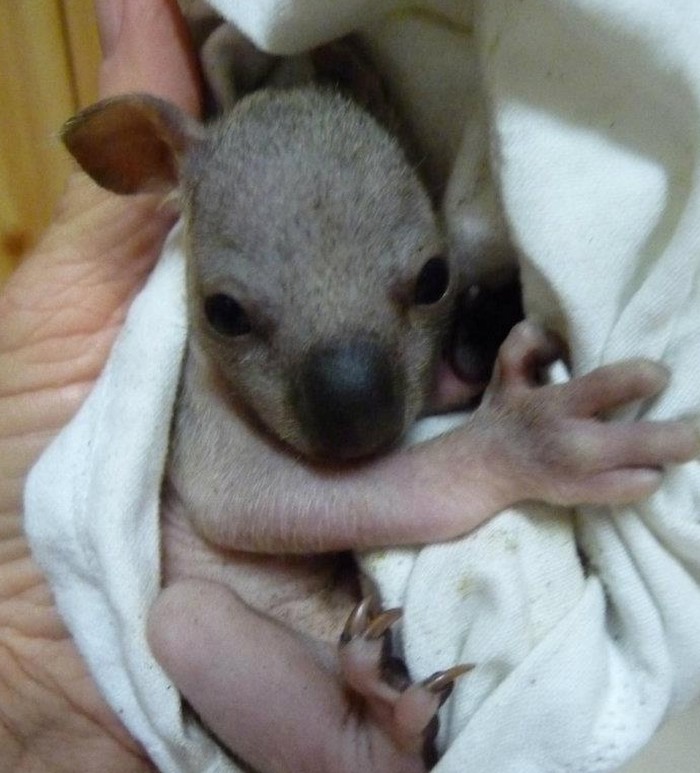 Mala koalica