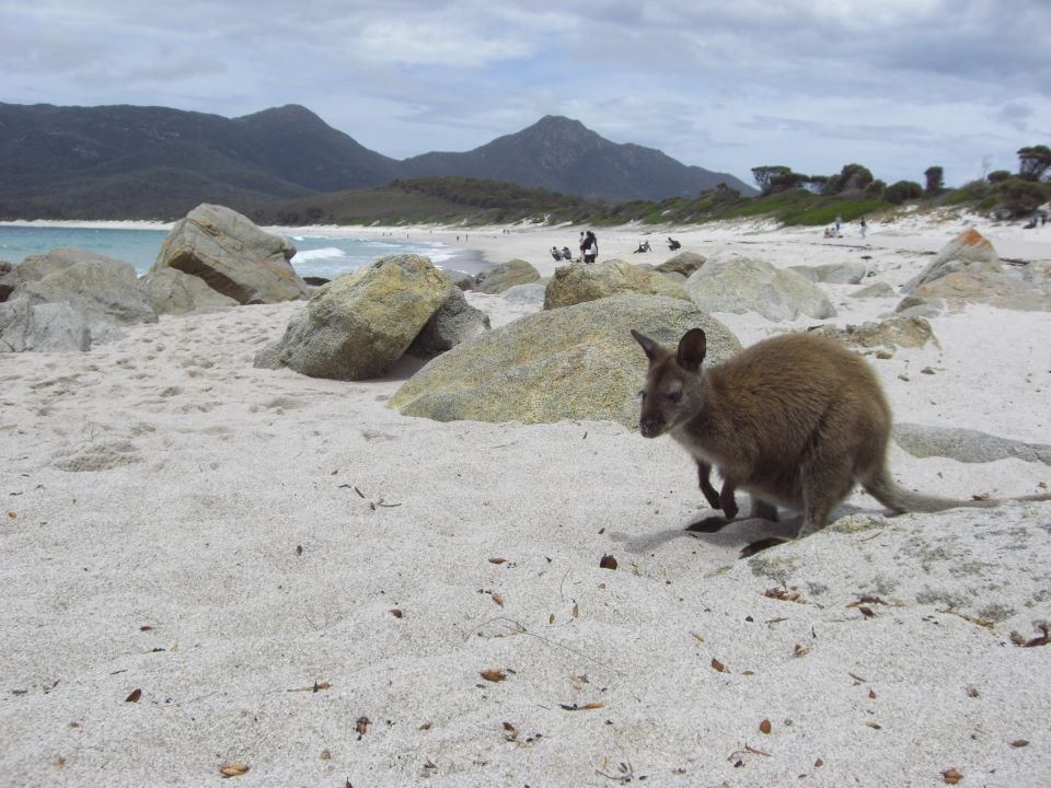 Klokan uživa na pješčanoj plaži