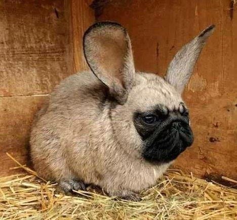 Zecopas mutant - djelo bolesnog uma ili slatka živinica?