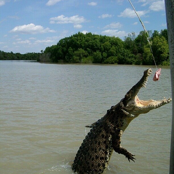 Evo kako upecati krokodila :D