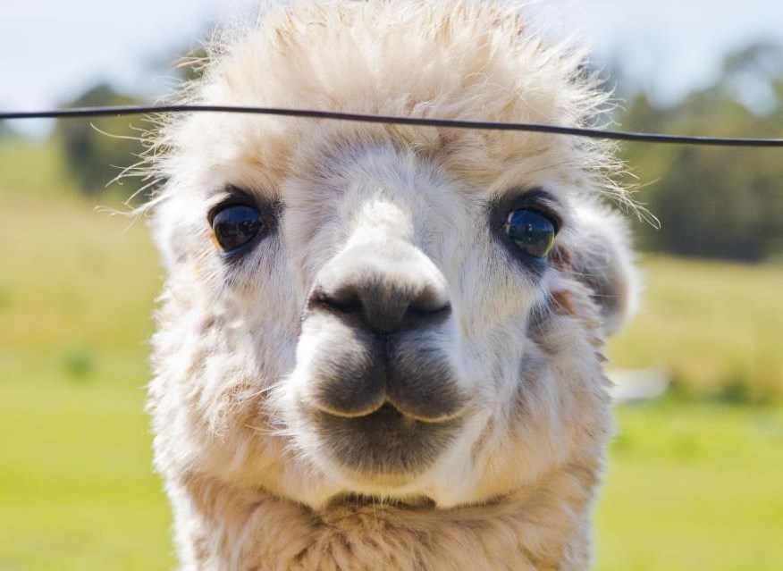 Čupava ljama slatkica spremno pozira