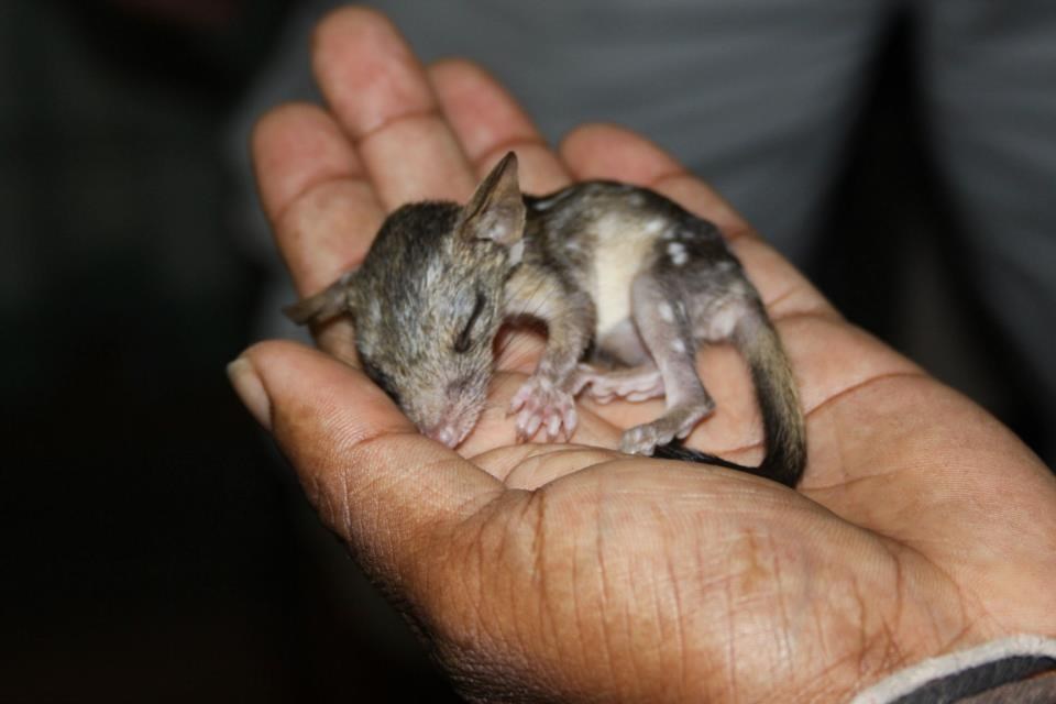 Mala sjevernoaustralska mačka