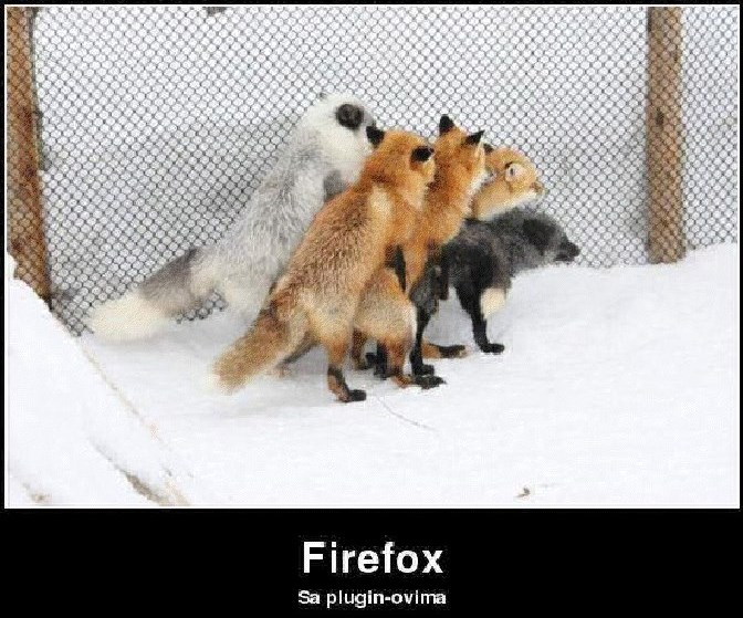 Veljača - mjesec parenja lisica?