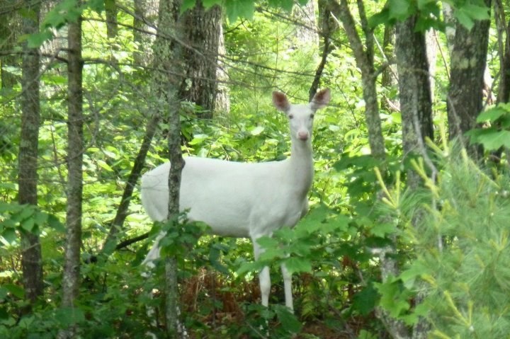 Tko se sjeća bajke "Bijeli jelen"? :)