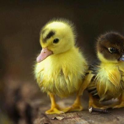 Pačić pozer izgurao sestricu iz kadra