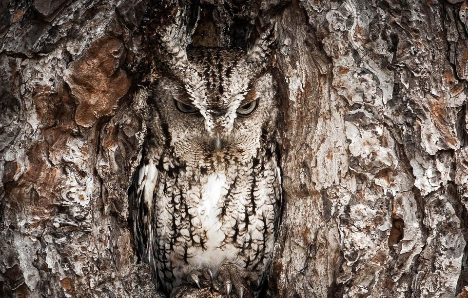 Sova se igra skrivača