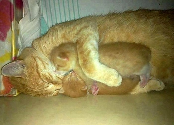 Mama maca nježno zagrlila svoja dva usnula mačića