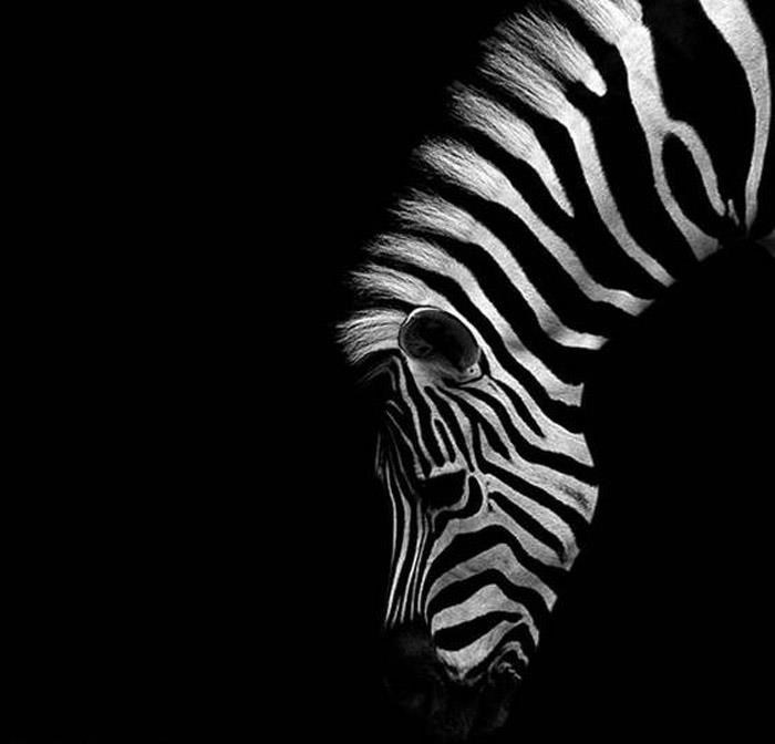 Crno-bijeli svijet jedne zebre