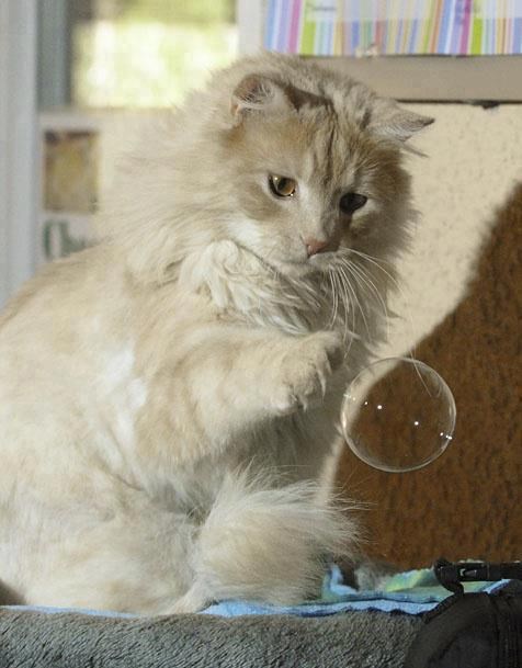 Mjehuriću, sad te imam!