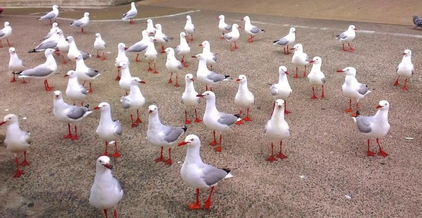 Bok, jel neko rekao da je već vrijeme za ručak? Daj klopu!